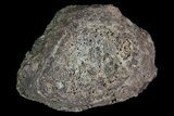 Ankylosaur Scute - Alberta (Disposition #-) #92773-2
